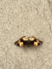 Junonia hierta cebrene
