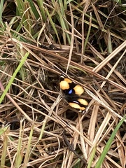 Junonia hierta cebrene