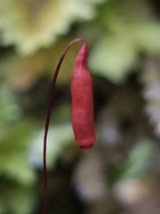 Sciadocladus menziesii