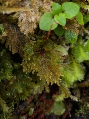 Sciadocladus menziesii