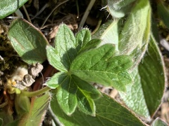 Potentilla hyparctica