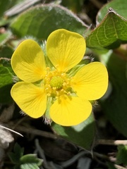 Potentilla hyparctica