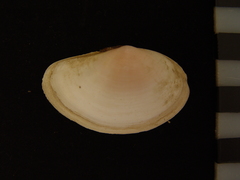 Sanguinolaria sanguinolenta