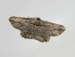 Menophra berenicidaria