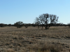 Aristida congesta barbicollis