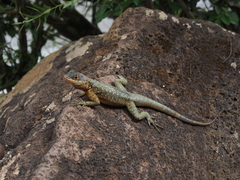 Tropidurus catalanensis