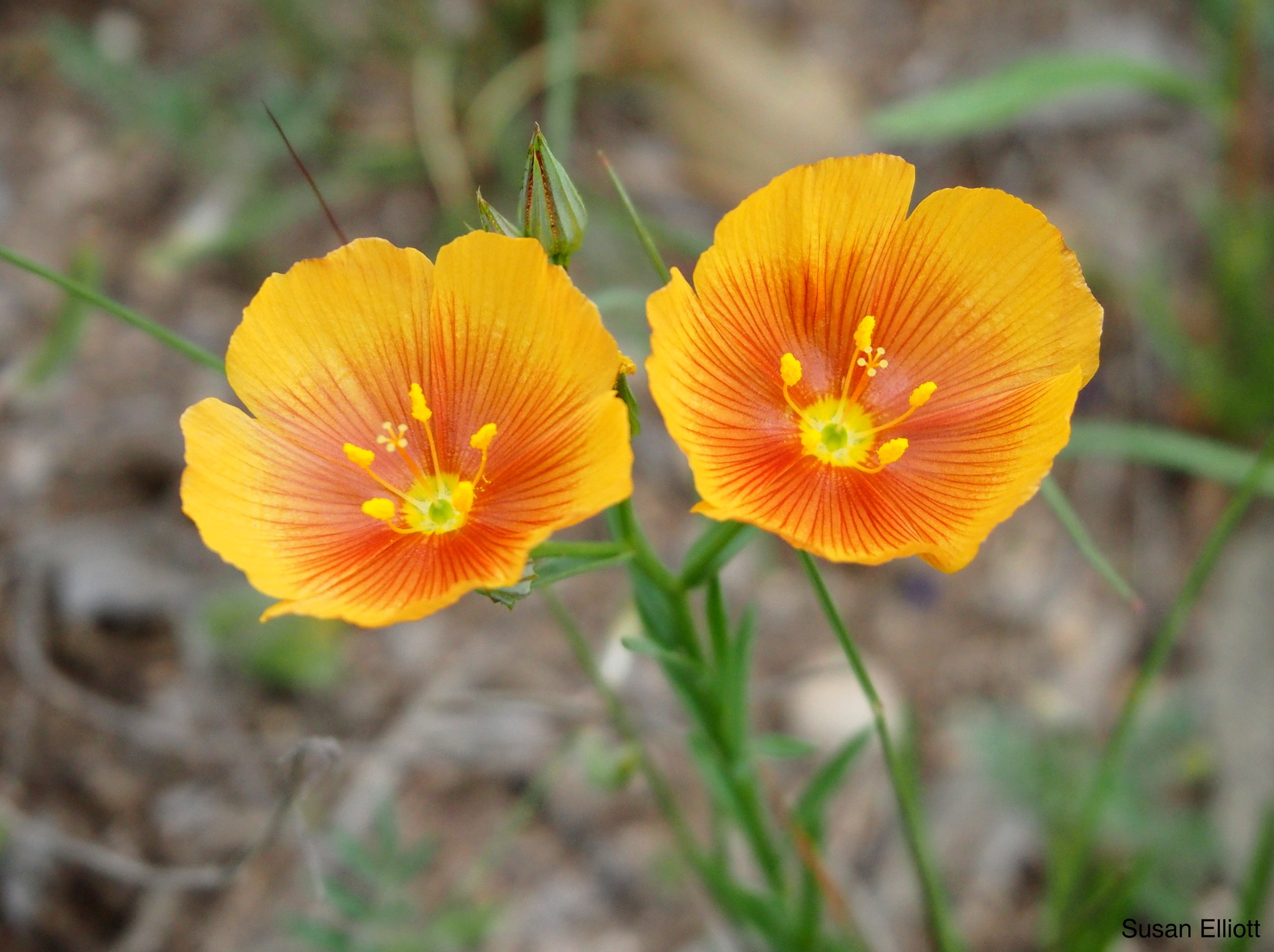 Linum rigidum