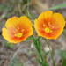 Yellow Flax - Photo (c) Susan Elliott, some rights reserved (CC BY-NC), uploaded by Susan Elliott