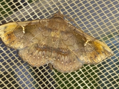 Azeta repugnalis