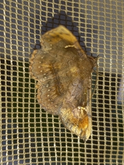 Azeta repugnalis