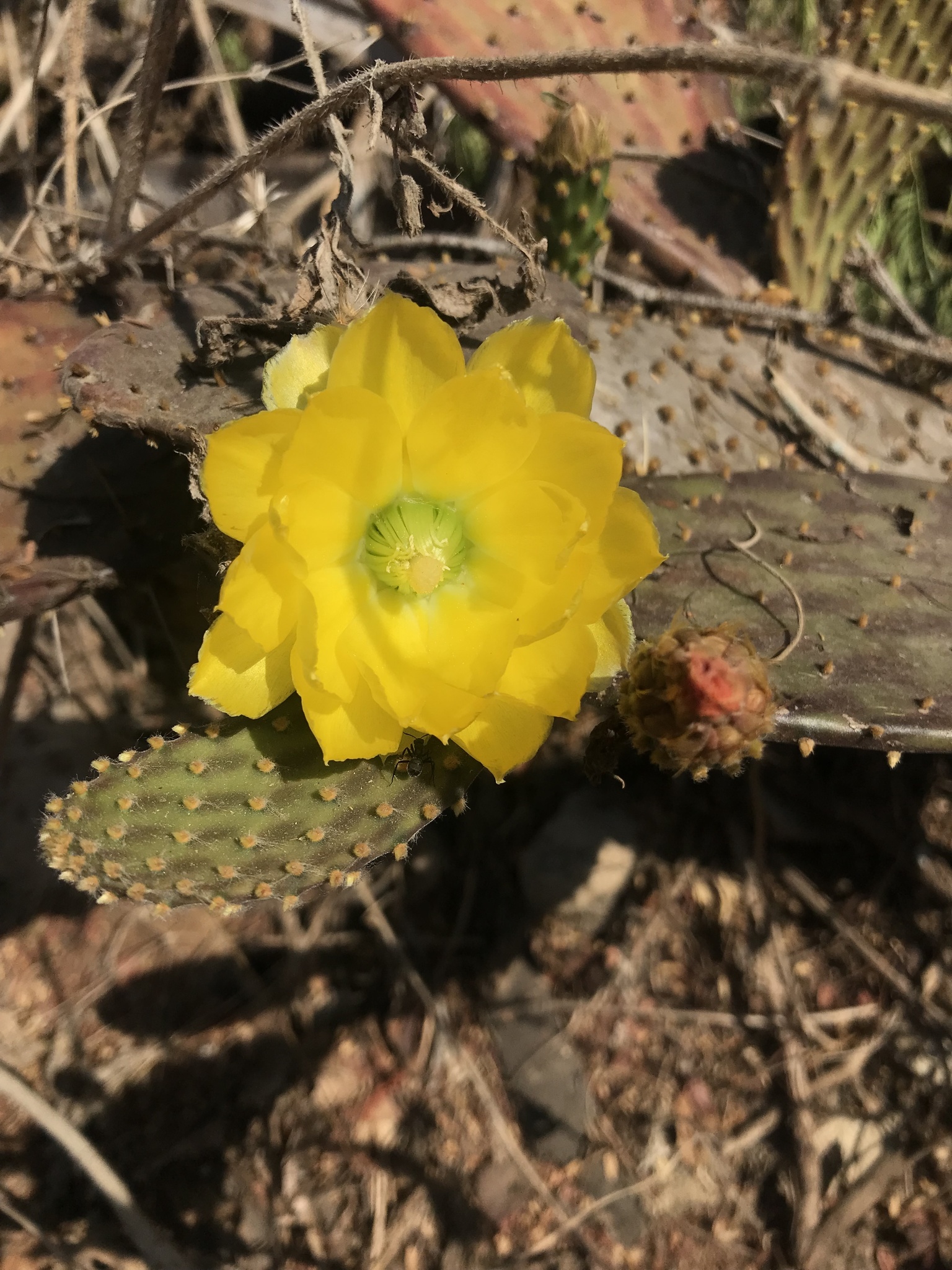 Opuntia decumbens