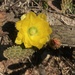 Opuntia decumbens - Photo (c) mmkimberly,  זכויות יוצרים חלקיות (CC BY-NC), הועלה על ידי mmkimberly