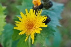 Sonchus oleraceus