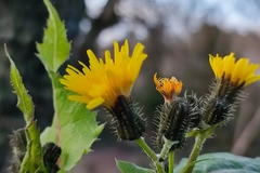 Sonchus oleraceus