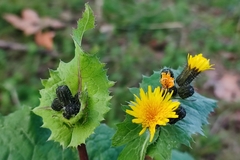 Sonchus oleraceus