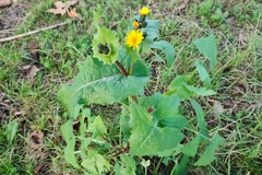Sonchus oleraceus