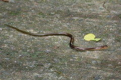 Ophiodes striatus