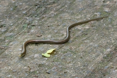 Ophiodes striatus