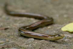 Ophiodes striatus