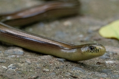 Ophiodes striatus