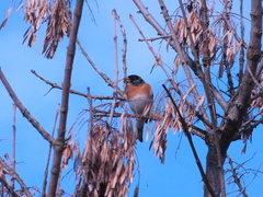 Fringilla montifringilla