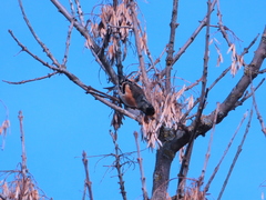 Fringilla montifringilla