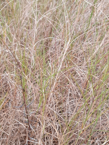 Image of Schizachyrium rhizomatum by (c) Jay Horn, some rights reserved (CC BY)