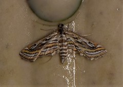 Parapoynx fluctuosalis