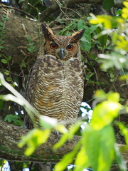 Bubo virginianus nacurutu