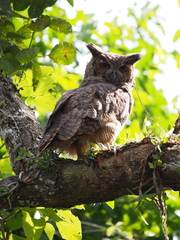 Bubo virginianus nacurutu
