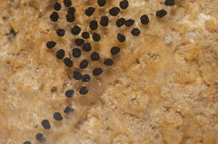 Bankor Toad photo 3