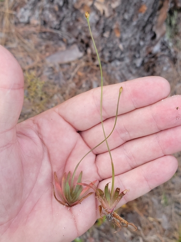Image of Xyris flabelliformis by (c) Jay Horn, some rights reserved (CC BY)