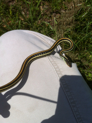 Thamnophis proximus proximus