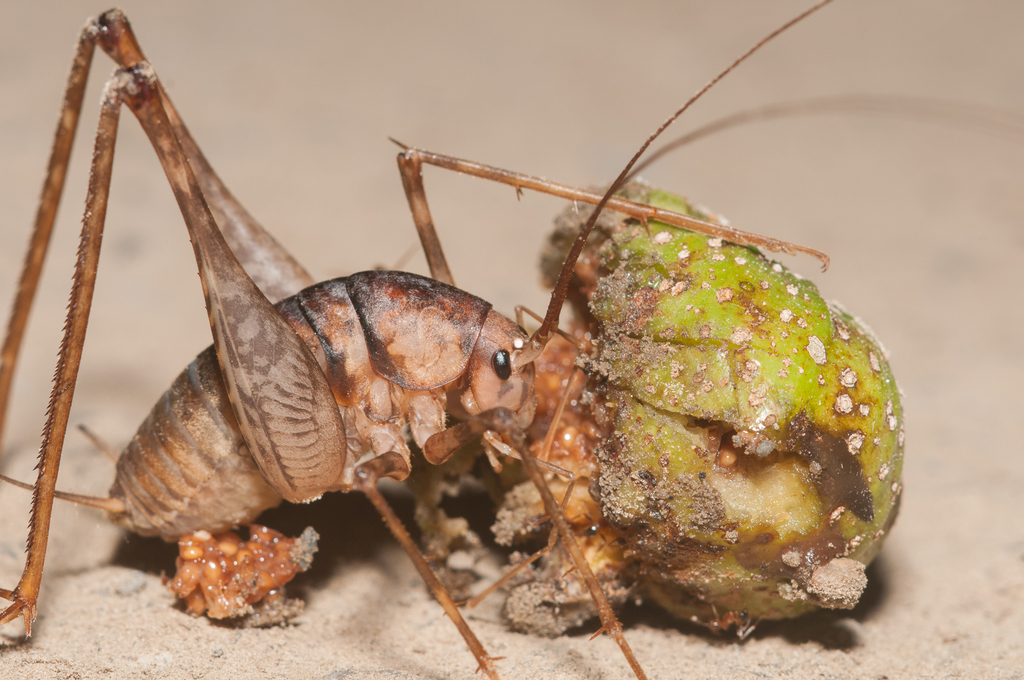 Diestrammena ingens
