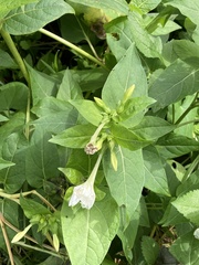 Mirabilis jalapa