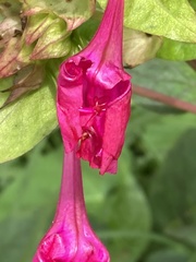Mirabilis jalapa