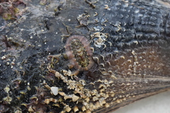 Onithochiton neglectus