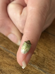 Piezodorus oceanicus