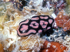 Phyllidiella rosans