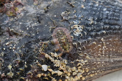 Onithochiton neglectus