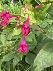 Mirabilis jalapa