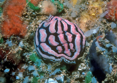 Phyllidiella rosans