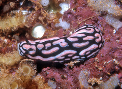 Phyllidiella rosans
