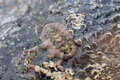 Onithochiton neglectus