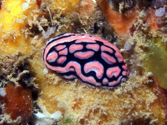 Phyllidiella rosans