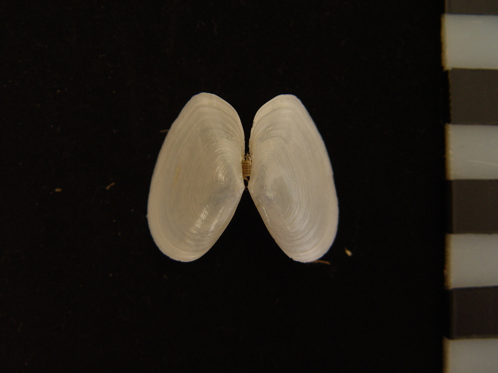 Temnoconcha