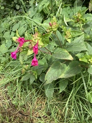 Mirabilis jalapa