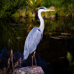 Ardea cinerea