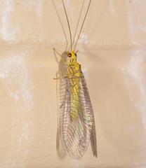 Calochrysa extranea