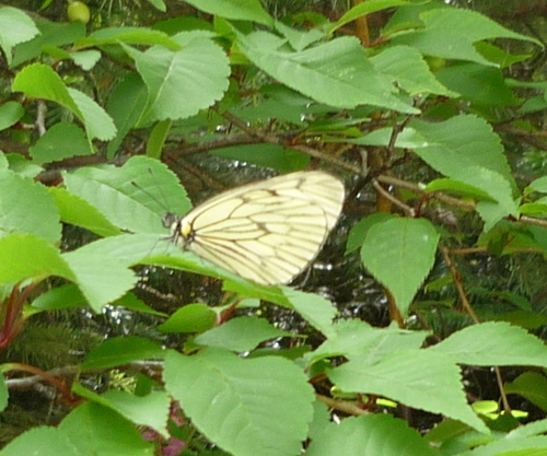 Aporia delavayi